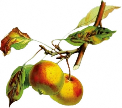 Apfel-Zimt-Likör 18%vol. 0,70 L